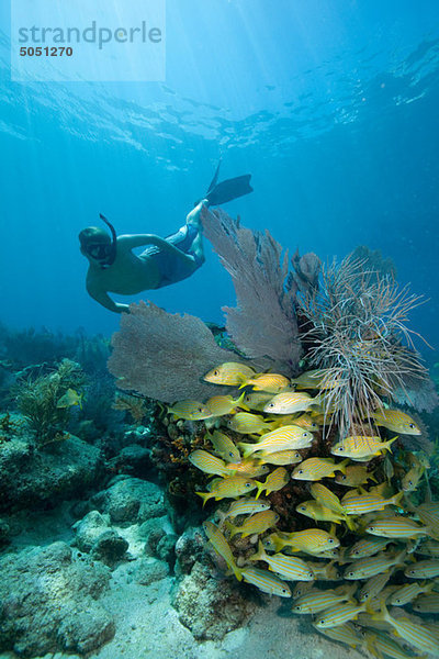 Schnorchler am Korallenriff