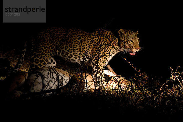 Leopard mit frischem Kill