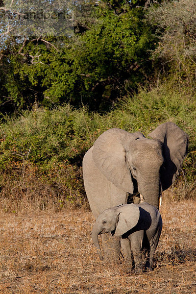 Mutter und Baby-Elefant