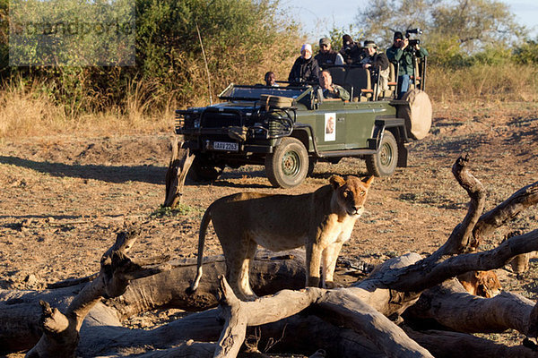 Touristen auf Safari mit Blick auf die Tierwelt
