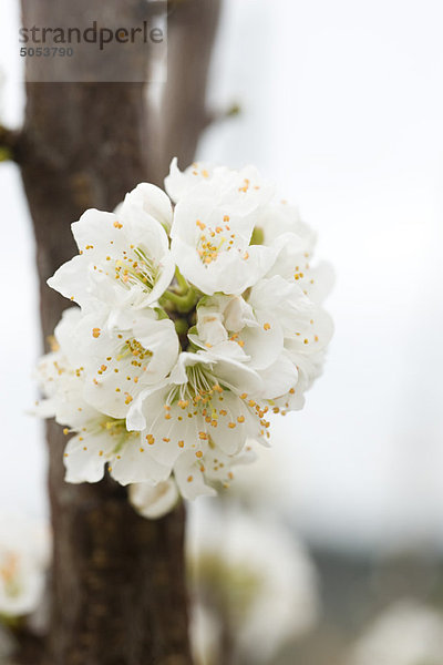 Weiße Kirschblüten