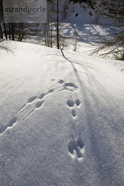 Schneeschuhabdrücke in winterlicher Landschaft