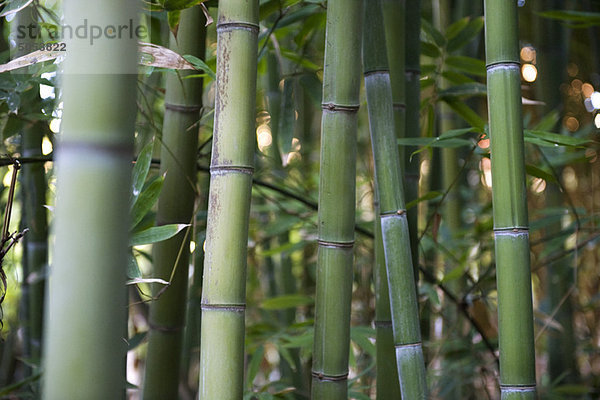 Bambusstiele  Nahaufnahme