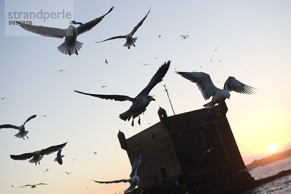 Möwen  die über das Meer fliegen