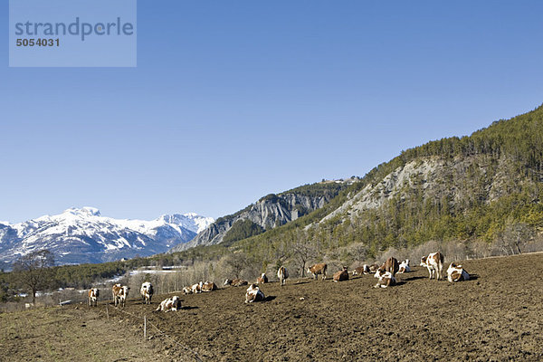 Rinder im Feld  schneebedeckte Berge im Hintergrund