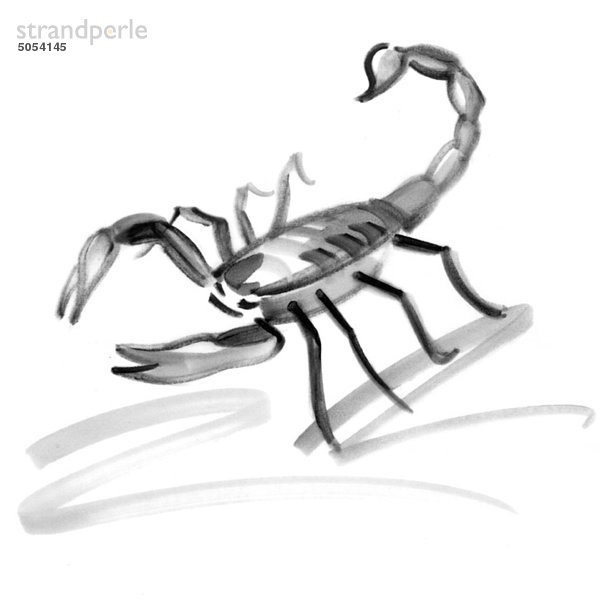 Skorpion Sternzeichen  Illustration