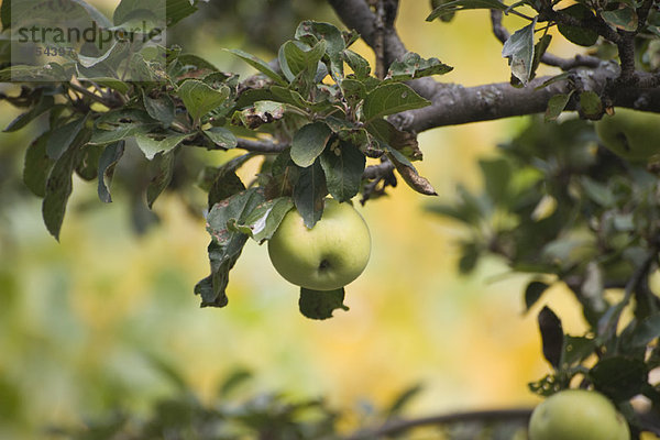 Äpfel  die auf einem Baum wachsen
