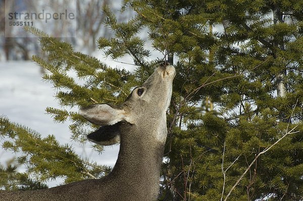 Weibliche Maultierhirsch (Odocoileus Hemionus) kaute auf Baumniederlassung  Waterton-Lakes-Nationalpark  Alberta  Kanada. Aspen  werden Weiden  Serviceberry und Hartriegel bevorzugt.