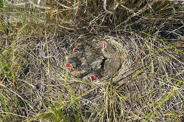 Vesper Sparrow (Pooecetes Gramineus) Küken in ihrem Nest in das Grasland von British Columbia  Kanada