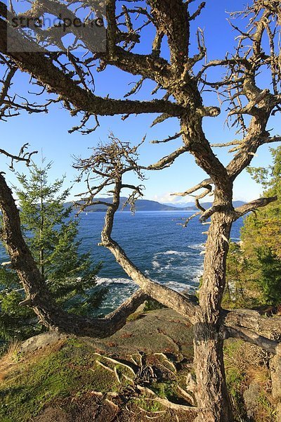 Baum mit Ozean im Leuchtturm-Park in West Vancouver  British Columbia  Kanada