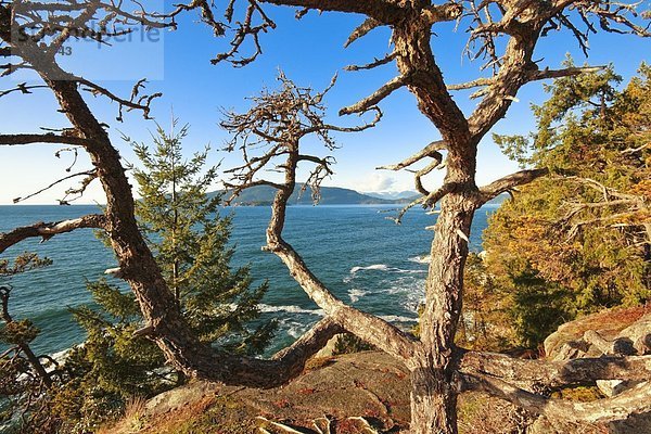 Baum mit Ozean im Leuchtturm-Park in West Vancouver  British Columbia  Kanada