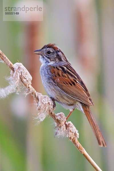 Swamp Sparrow (Melospiza Georgiana) liegt auf einem Rohrkolben in einen Sumpf in der Nähe von Long Point  Ontario  Kanada