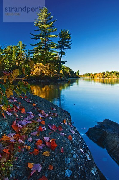 Felsbrocken See weiß Herbst Kiefer Pinus sylvestris Kiefern Föhren Pinie Killarney Provincial Park Kanada Ahorn Ontario