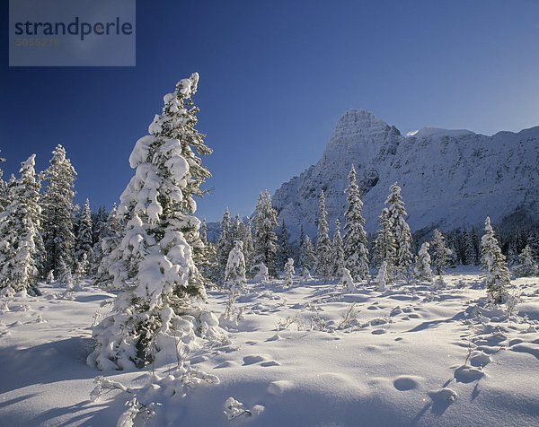 Mount Chephren und Mistaya Tal im Winter  Banff-Nationalpark  Alberta  Kanada