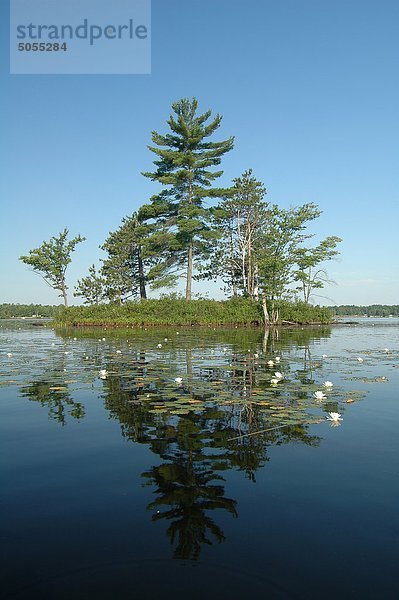 Kiefer  Insel  Kahshe Lake Muskoka  Ontario