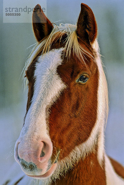 Eine enge vorne anzeigen Porträt von ein alert Pinto Pferde 'Equus Caballus'.