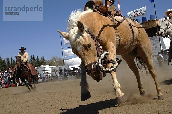 Ein Sattel Bronc Ruckeln beim westlichen Rodeo-Wettbewerb in Alberta  Kanada.