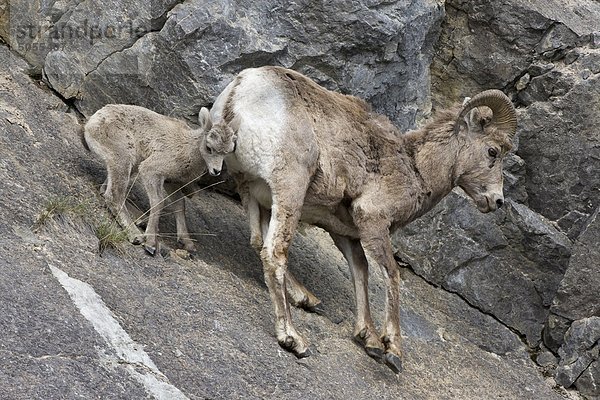 Das Dickhornschaf (Ovis Canadensis)  Ewe und Lamm  in der Nähe von Medicine Lake  Jasper-Nationalpark  Alberta.