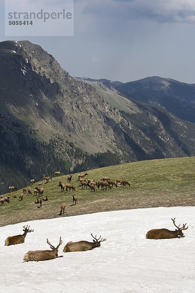Lyck (Cervus Canadensis)  Herde in den Alpen  Rocky Mountain National Park  Colorado. Die Tiere im Vordergrund sind Bullen Bett unten im Schnee-Patch an einem heißen Sommertag kühl zu halten. Darüber hinaus werden Kühe und Kälber.