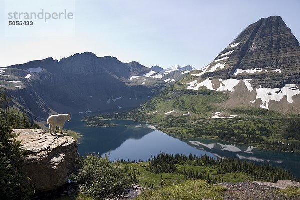 Bergziege (Oreamnos Americanus)  mit Blick auf Hidden Lake und Bearhat Berg  Glacier National Park  Montana  USA.