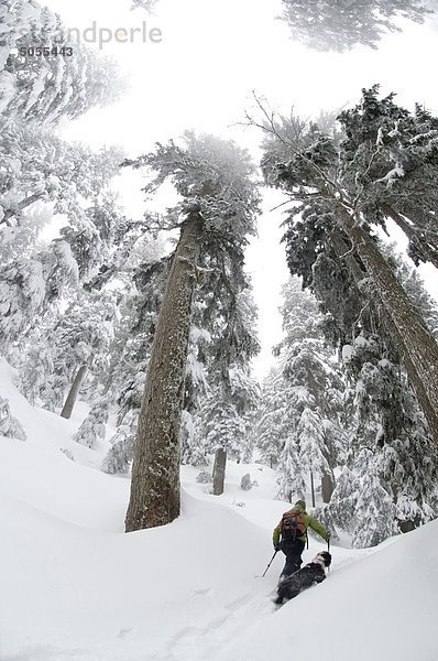 Junge Frau auf dem ersten Lake Trail in Seymour Mountain Schneeschuhwandern. North Vancouver  British Columbia  Kanada