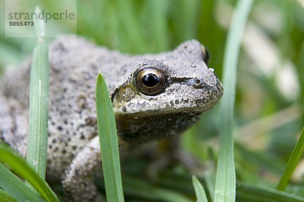 Western Toad (Bufo Boreas) im Gras