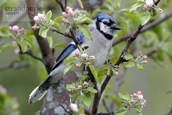 Blue Jay (Cyanocitta Cristata) thront auf Apple-Baum-Zweig zeigt Frühlingsblüten  Ontario  Kanada