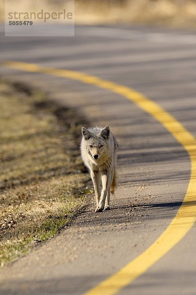 Coyote (Canis Latrans) zu Fuß entlang einer Straße