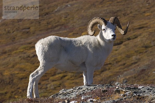 Dall-Schaf (Ovis Dalli) Ram. Denali-Nationalpark  die Denali Gebirge  Alaska  USA