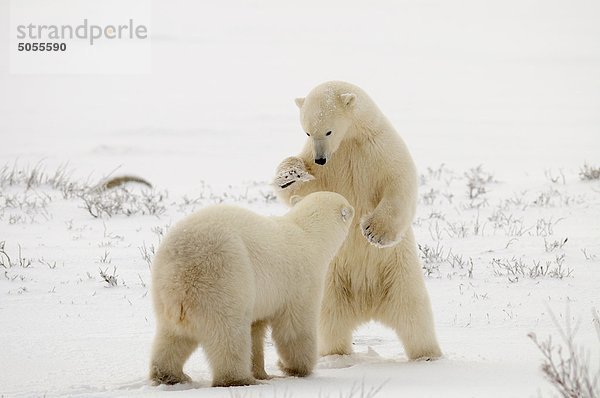 Eisbär (Ursus Maritimus) Paar sparring/playfighting