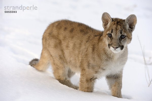 Cougar  Berglöwe (Felis Concolor) Baby in Winter Lebensraum