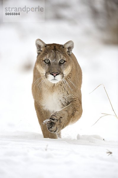 Cougar Mountain Lion (Felis Concolor) gefangen in Winter Lebensraum