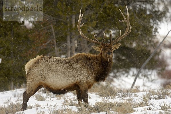 Lyck (Cervus Elaphus) Hirsch/Bull Nahrungssuche im späten winter