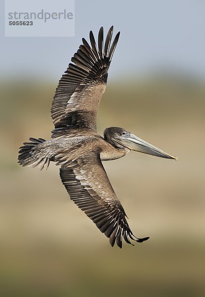 Brown Pelican (Pelecanus Occidentalis) bei Bolsa Chica  Kalifornien  USA