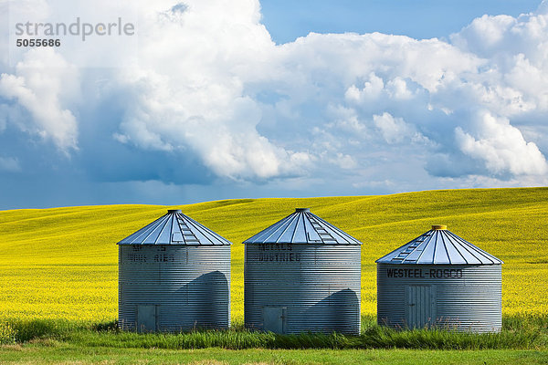 Korn-Silos (Lagerplätze) und Raps-Feld. Pembina Tal  Manitoba  Kanada.