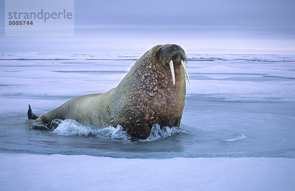 Atlantik walrus(es) (Odobenus Rosmarus Rosmarus) auf dem Packeis  Spitzbergen  arktische Norwegen Nichtstun