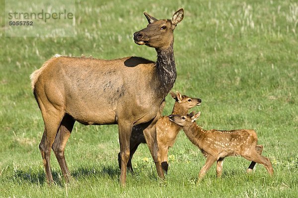 Mutter Lyck (Cervus Elaphus) und zwei Kälber  Jasper Nationalpark  kanadischen Rocky Mountains  westlichen Alberta  Kanada