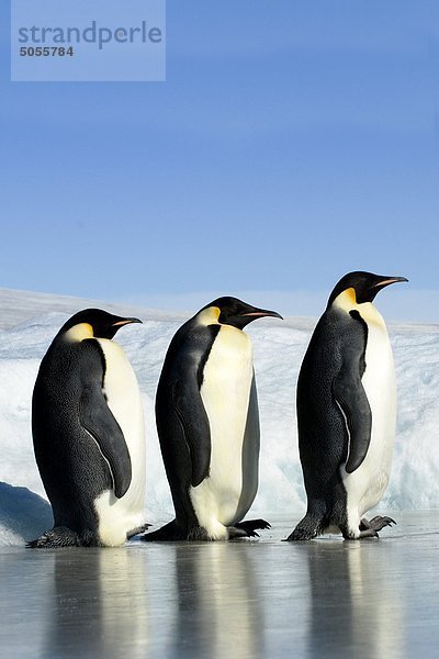 Erwachsenen Kaiser Pinguine (Aptenodytes Fosteri)  Snow Hill Island  Weddell-Meer  Antarktis