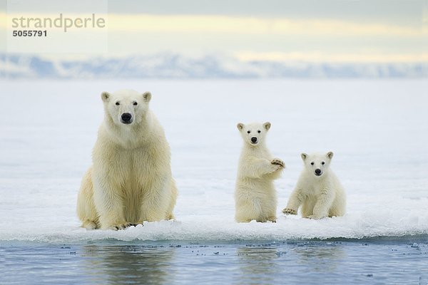 Eisbär Mutter (Ursus Maritimus) und Twin jungen der Jahr-Jagd auf dem Packeis  Spitzbergen  arktische Norwegen