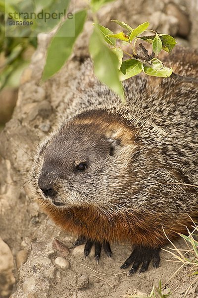 Groundhog / Murmeltier (Marmota Monax)