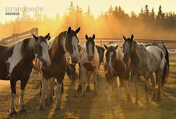 Eine Herde von inländischen Pferde ständigen Hintergrundbeleuchtung durch die untergehende Sonne in ländlichen Alberta-Kanada