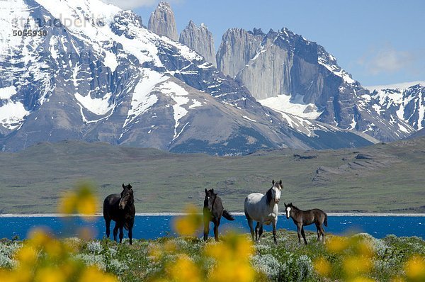 Wilde Pferden durchstreifen über der Pampa auf eine Estancia an Cerro Paine Grande in Chiles Torres del Paine National Park  südlichen Patagonien