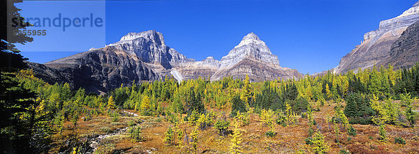 Fallen Sie farbig subalpinen Lärche-Tal in Richtung Sentinel-Pass mit Pinnacle Mountain im Hintergrund  Banff-Nationalpark  Kanada