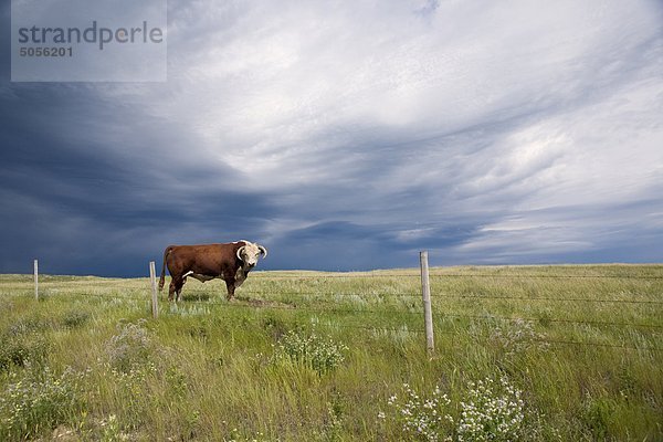 Ein Stier Herford führt durch ein Alberta-Feld wie ein Sturm nähert
