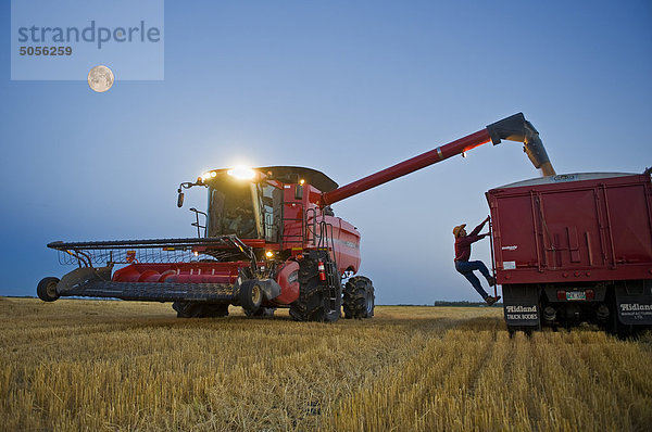 ein Mann überprüft die Fülle der ein Korn-LKW wie eine Combine Harvester entlädt Weizen während der Ernte  in der Nähe von Dugald  Manitoba  Kanada