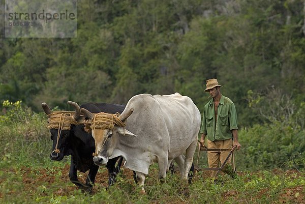 Ein Landwirt seine Felder in Vinales Kuba Pflügen