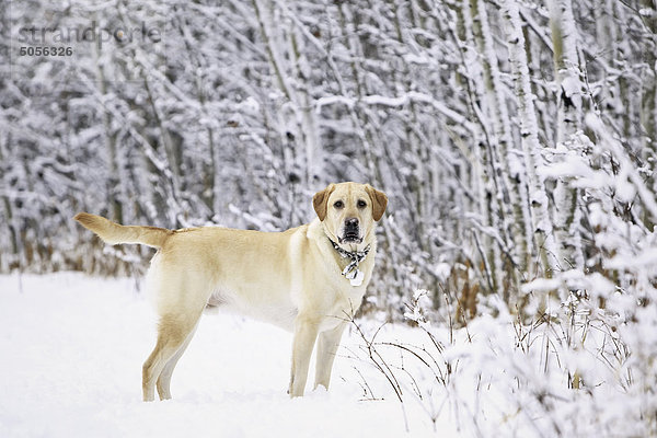 Gelber Labrador-Apportierhund an einem frostigen Wintertag im Wald. Assiniboine Wald  Winnipeg  Manitoba  Kanada.