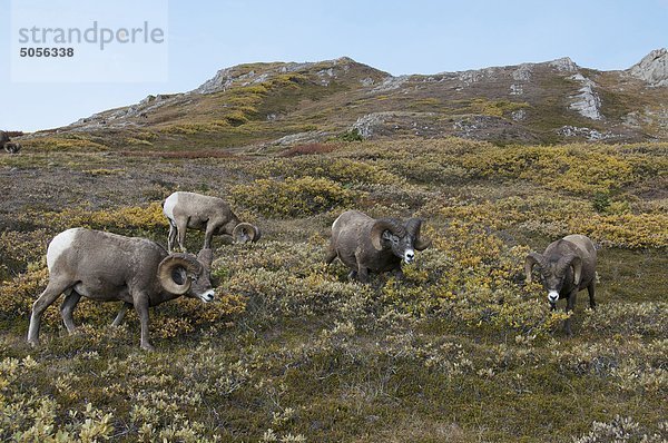 Bighorn Sheep Rams (Ovis Canadensis) Fütterung auf alpine Bergspitze. Jasper-Nationalpark  Alberta  Kanada.
