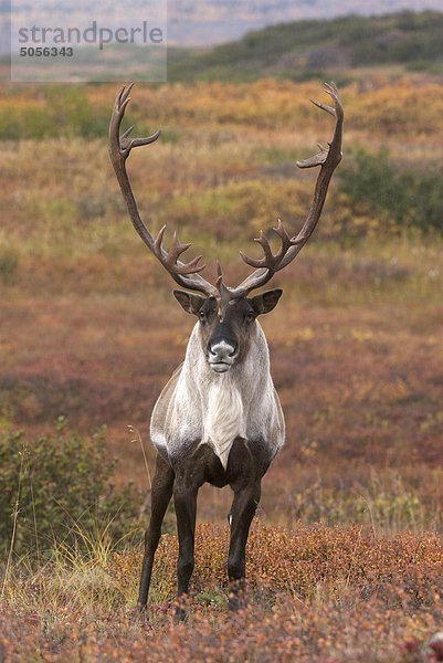 Bull Caribou (Rangifer Tarandus)  Kluane National Park  Yukon-Territorium  Kanada