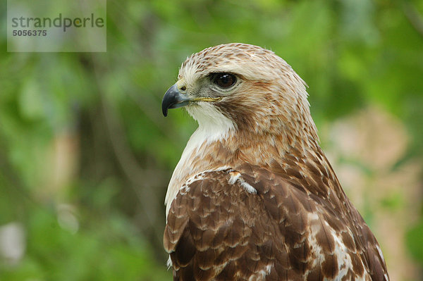 Close up of a Red - Tailed Hawk (Buteo Jamaicensis)  auch bekannt als ein Chickenhawk.